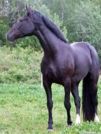 Falony - Klikk for stort bilde!