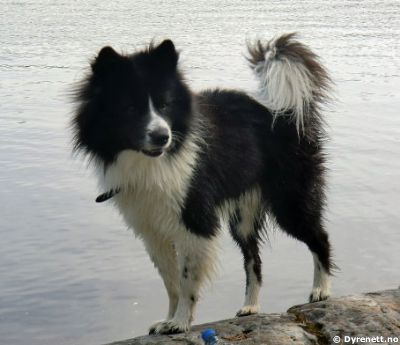 Bamse - Klikk for stort bilde!