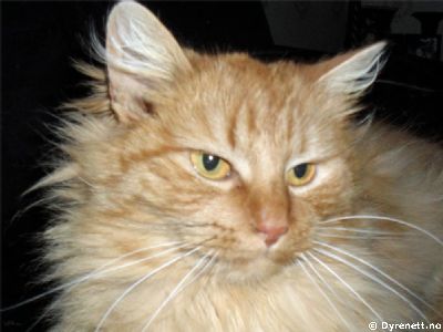Pippi - Klikk for stort bilde!